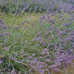 Tana Della Lavanda Holiday home Montefiorino