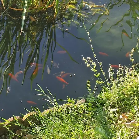 Tana Della Lavanda Σπίτι διακοπών Montefiorino