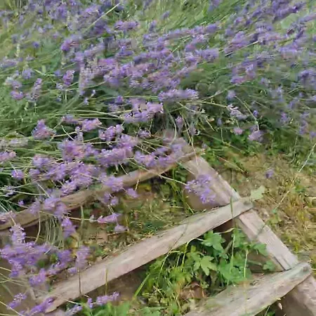 Σπίτι διακοπών Tana Della Lavanda *