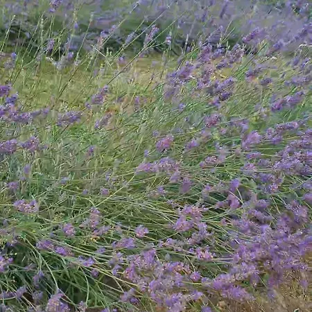 Tana Della Lavanda Σπίτι διακοπών Montefiorino