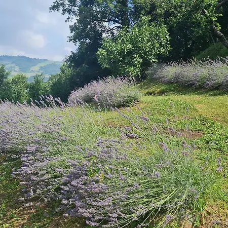 Tana Della Lavanda *