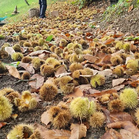 Сasa de vacaciones Tana Della Lavanda Montefiorino