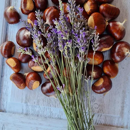 Tana Della Lavanda Dom wakacyjny