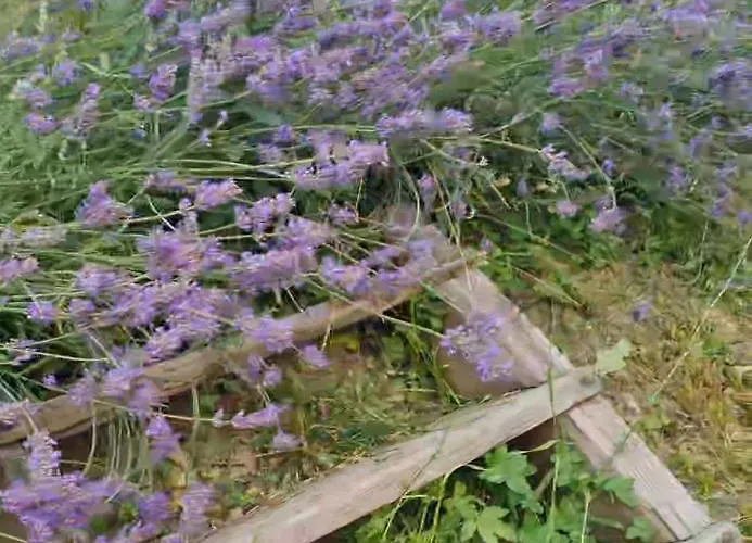 Vakantiehuis Tana Della Lavanda *