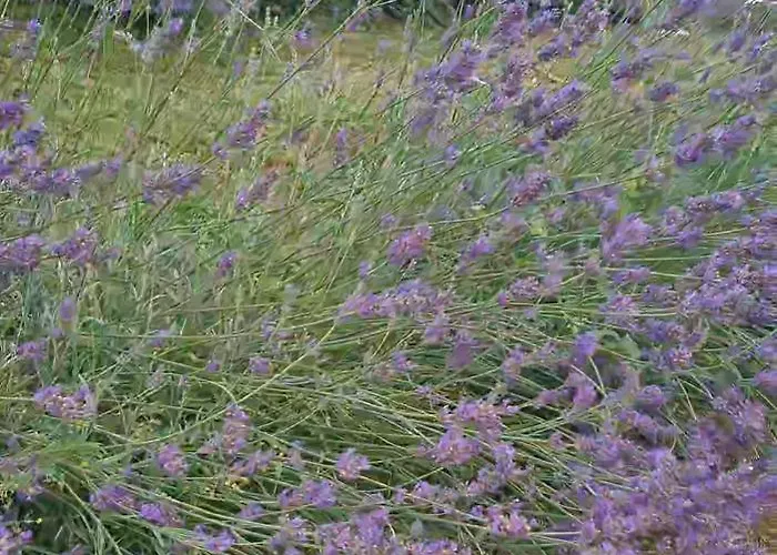 Tana Della Lavanda Vakantiehuis Montefiorino