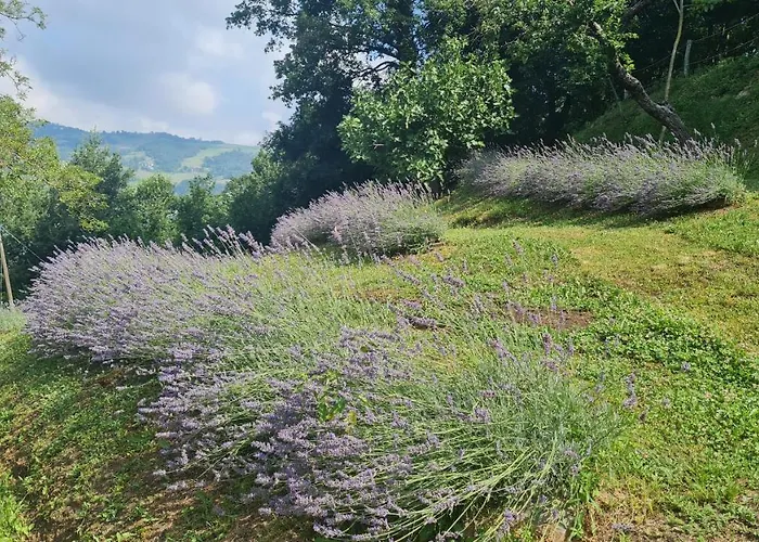 Tana Della Lavanda *