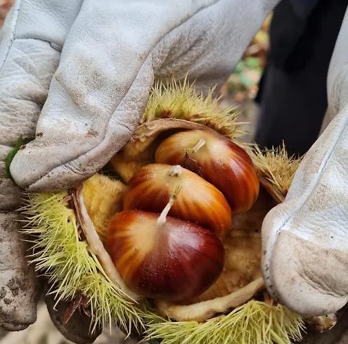 Vakantiehuis Tana Della Lavanda *