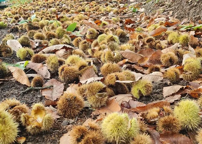 Vakantiehuis Tana Della Lavanda Montefiorino