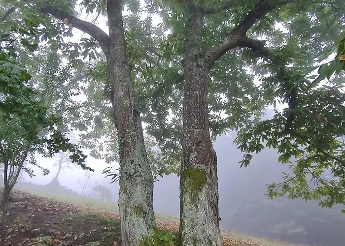Vakantiehuis Tana Della Lavanda